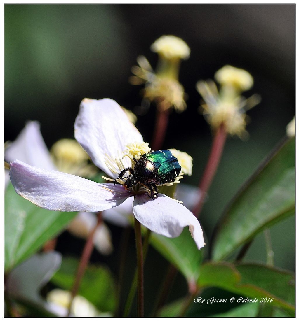 Cetonia aurata? S.